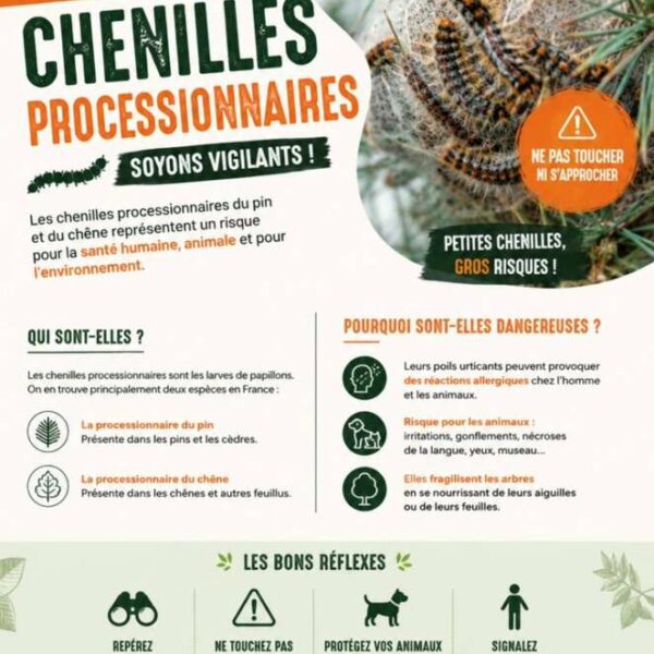CHENILLES PROCESSIONNAIRES
